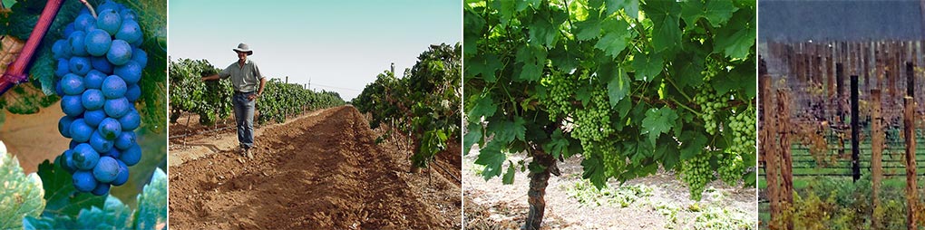 Viticultural Solutions