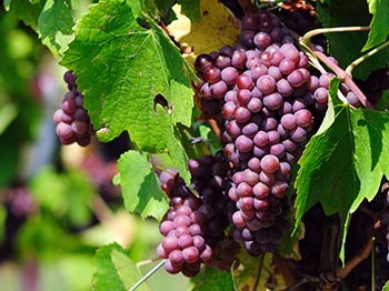 Viticulture Solutions